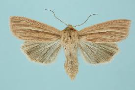 Attēlu rezultāti vaicājumam “Mythimna sp.”