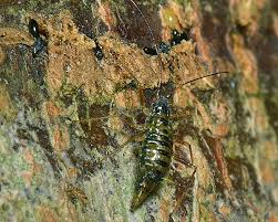 Attēlu rezultāti vaicājumam “Drepanosiphum platanoidis”