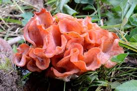 Attēlu rezultāti vaicājumam “Tremiscus helvelloides”