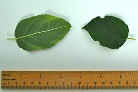 Attēlu rezultāti vaicājumam “Rhamnus cathartica leaf”