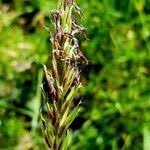 Attēlu rezultāti vaicājumam “Anthoxanthum odoratum fruit”