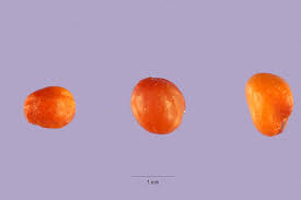 Attēlu rezultāti vaicājumam “Trifolium repens fruit”