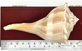 Image result for Sinistrofulgur perversum