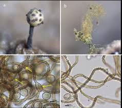 Attēlu rezultāti vaicājumam “Didymium verrucisporum stalked”