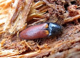 Attēlu rezultāti vaicājumam “Ampedus sp.”