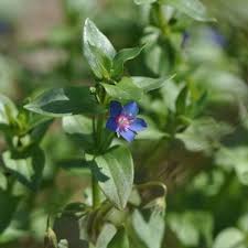 Attēlu rezultāti vaicājumam “Anagallis arvensis”