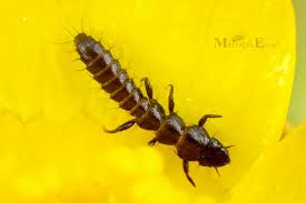 Attēlu rezultāti vaicājumam “Meloe sp. larva”