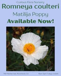 Image result for Romneya coulteri