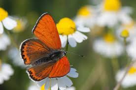 Attēlu rezultāti vaicājumam “Lycaeniinae”