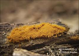 Attēlu rezultāti vaicājumam “Trichia scabra”