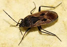 Image result for Rhyparochromus