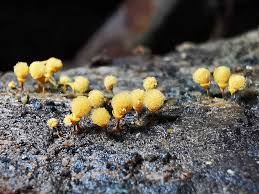 Attēlu rezultāti vaicājumam “Hemitrichia calyculata spores”