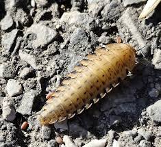 Attēlu rezultāti vaicājumam “Silpha obscura larva”