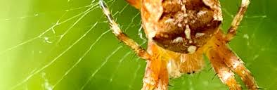 Attēlu rezultāti vaicājumam “Araneus diadematus”