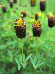 Attēlu rezultāti vaicājumam “Trifolium spadiceum flower”