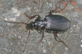 Attēlu rezultāti vaicājumam “Limodromus assimilis”