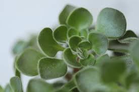 Image result for Aichryson