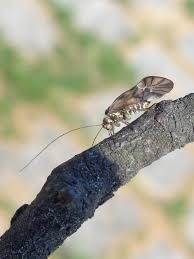 Attēlu rezultāti vaicājumam “Metylophorus nebulosus”
