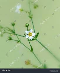 Attēlu rezultāti vaicājumam “Linum catharticum flower”