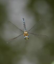 Attēlu rezultāti vaicājumam “Aeshna mixta”