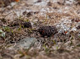 Attēlu rezultāti vaicājumam “Byssonectria fusispora”