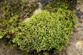 Attēlu rezultāti vaicājumam “Zygodon rupestris”