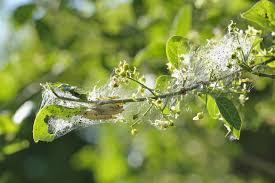 Attēlu rezultāti vaicājumam “Yponomeuta malinellus / cagnagella larva”