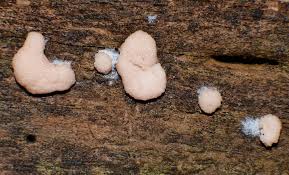 Attēlu rezultāti vaicājumam “Tubifera montana young”