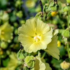Image result for Alcea rugosa