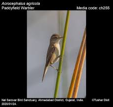 Image result for Acrocephalus agricola