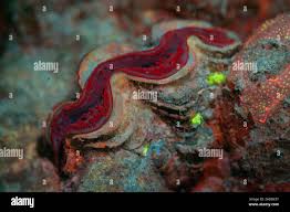 Image result for tridacna