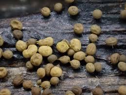 Attēlu rezultāti vaicājumam “Perichaena depressa sessile”