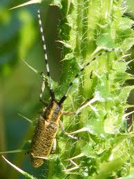Attēlu rezultāti vaicājumam “Agapanthia villosoviridescens”