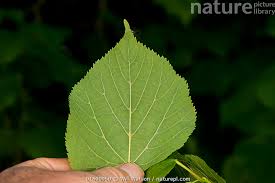 Attēlu rezultāti vaicājumam “Tilia cordata leaf”
