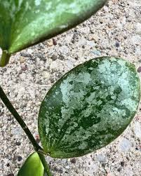 Attēlu rezultāti vaicājumam “Viola collina leaf”