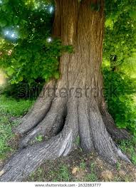 Attēlu rezultāti vaicājumam “Ulmus laevis”