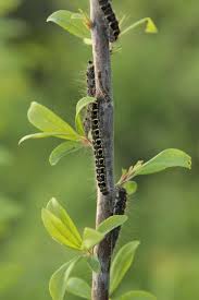 Attēlu rezultāti vaicājumam “Eriogaster lanestris larva”