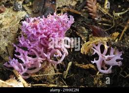 Attēlu rezultāti vaicājumam “Ramariopsis pulchella”