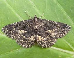 Attēlu rezultāti vaicājumam “Parascotia fuliginaria”