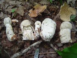 Attēlu rezultāti vaicājumam “Hypomyces armeniacus”