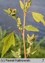 Attēlu rezultāti vaicājumam “Chenopodium acerifolium”