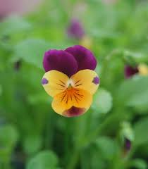 Image result for Viola cornuta