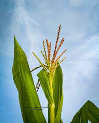Attēlu rezultāti vaicājumam “Zea mays male flower”