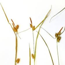 Attēlu rezultāti vaicājumam “Carex lepidocarpa fruit”