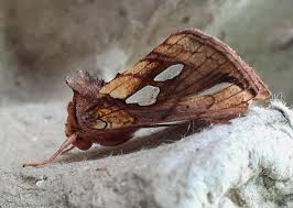 Attēlu rezultāti vaicājumam “Plusia festucae”