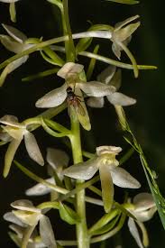 Attēlu rezultāti vaicājumam “Platanthera bifolia flower”