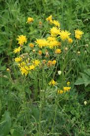 Attēlu rezultāti vaicājumam “Crepis biennis”