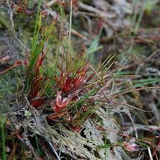Attēlu rezultāti vaicājumam “Juncus bulbosus leaf”
