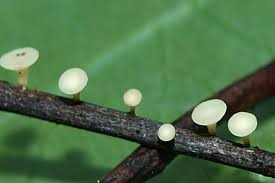 Attēlu rezultāti vaicājumam “Hymenoscyphus imberbis”