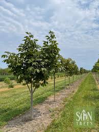 Attēlu rezultāti vaicājumam “Aesculus flava”